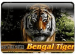 Untamed Bengal Tiger